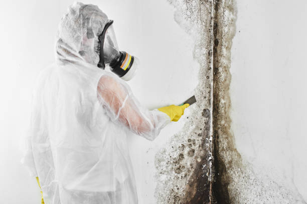 Best Health and Safety Mold Remediation in Homer, IL