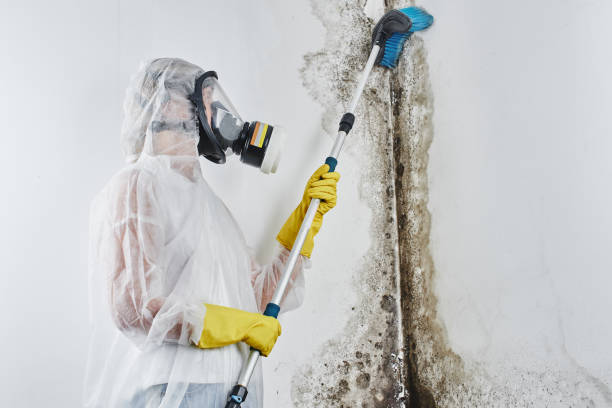 Best Attic Mold Remediation in Homer, IL