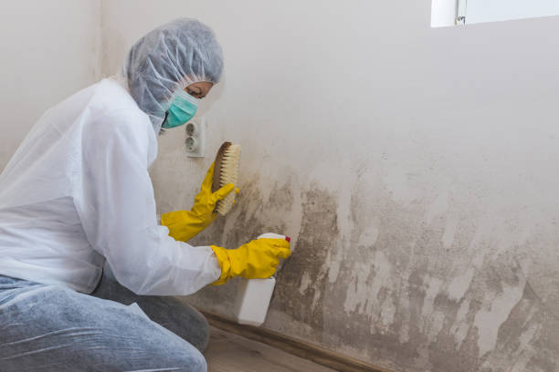 Best Post-Flood Mold Remediation in Homer, IL