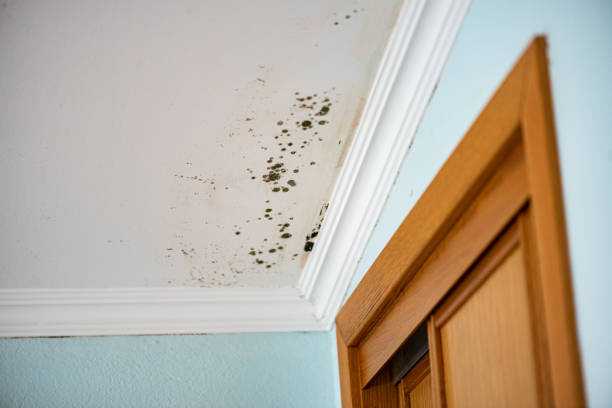 Best DIY Mold Remediation Support Services in Homer, IL