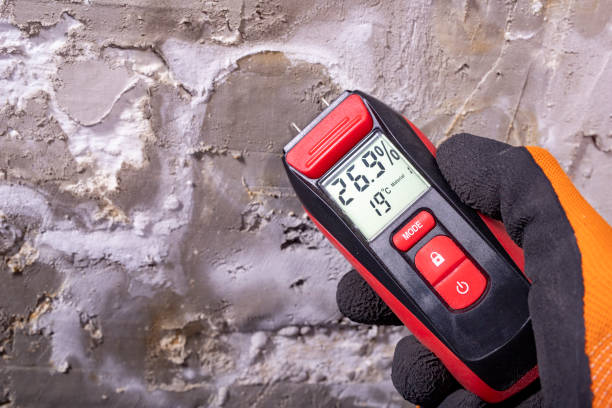 Best Emergency Mold Remediation in Homer, IL