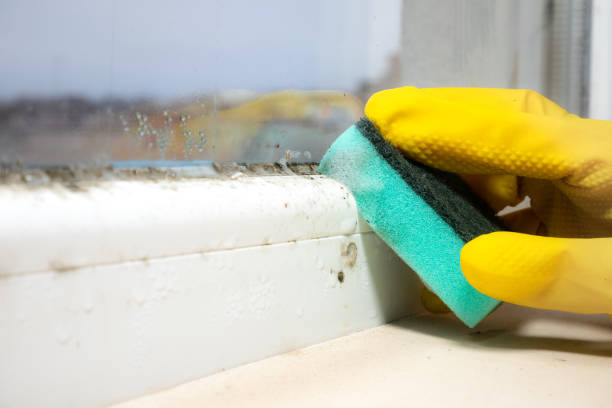 Best Kitchen Mold Remediation in Homer, IL
