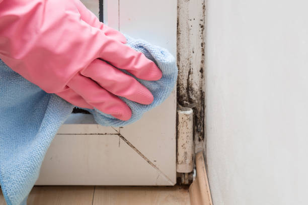 Best HVAC Mold Remediation in Homer, IL