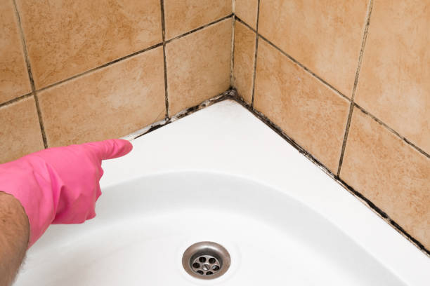 Best Mold Testing and Inspection Services in Homer, IL